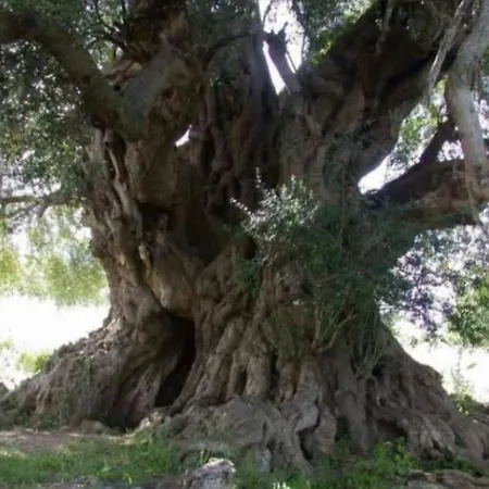 Casa Lauras, The Old Tree's House * Luras